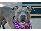 Adopt Croc a Mixed Breed (Large) / Mixed dog in Staten Island, NY (41561292)