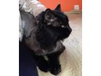 Adopt WInk a All Black Domestic Longhair (long coat) cat in Anchorage