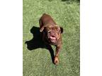 Adopt Snorkel a Brown/Chocolate - with White American Staffordshire Terrier /