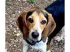Adopt Beauregard a Tricolor (Tan/Brown & Black & White) Beagle / Mixed dog in