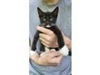 Adopt OG a Black & White or Tuxedo Domestic Shorthair / Mixed (short coat) cat