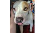 Adopt Chico a White - with Brown or Chocolate American Pit Bull Terrier / Mixed