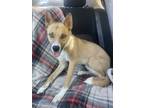 Adopt Dak a Brown/Chocolate - with White Mutt / Mixed dog in Tucson