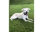 Adopt Winnie a White - with Tan, Yellow or Fawn Terrier (Unknown Type