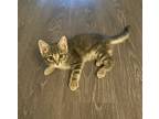 Adopt Ariela a Gray or Blue American Shorthair / Mixed (short coat) cat in Las