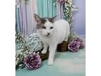 Adopt Alaska a White (Mostly) American Shorthair (short coat) cat in West Palm