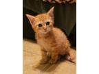 Adopt Yoda a Orange or Red (Mostly) Domestic Shorthair (short coat) cat in