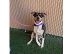 Adopt Lacey a Tricolor (Tan/Brown & Black & White) Pit Bull Terrier / Cattle Dog