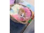 Adopt DOODLE a Orange or Red Domestic Mediumhair / Mixed (medium coat) cat in