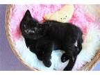 Adopt FUZZY WUZZY a All Black Domestic Mediumhair / Mixed (medium coat) cat in