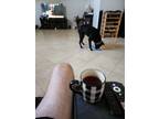 Adopt Bruno a Black Labrador Retriever / Mixed dog in Deerfield Beach