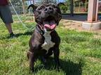 Adopt TEGO a Black Pit Bull Terrier / Mixed dog in Springfield, MA (41561183)