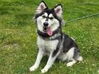 Adopt JACKIE a Black Siberian Husky / Mixed dog in Springfield, MA (41561182)