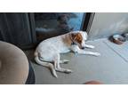 Adopt Buckeye a White - with Brown or Chocolate Australian Cattle Dog /