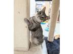 Adopt Eva a Gray, Blue or Silver Tabby American Shorthair (short coat) cat in