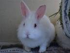 Adopt CORN a Rex / Mixed (medium coat) rabbit in Denver, CO (41560531)