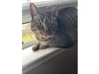 Adopt Luna a Brown Tabby Domestic Shorthair / Mixed (short coat) cat in