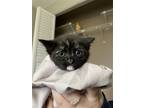 Adopt Eclipse a Tortoiseshell Domestic Shorthair / Mixed (short coat) cat in