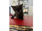 Adopt Cthulhu a Domestic Shorthair cat in Roanoke, VA (41561198)