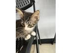 Adopt Octagon a Domestic Shorthair cat in Roanoke, VA (41561196)