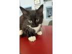 Adopt Mite a Domestic Longhair cat in Roanoke, VA (41561194)
