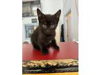 Adopt Tardigrade a Domestic Longhair cat in Roanoke, VA (41561193)