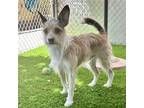 Adopt Frankie a White Mixed Breed (Small) / Mixed dog in Oakland, CA (41561037)