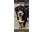 Adopt Dobby a Tricolor (Tan/Brown & Black & White) Bernedoodle / Mixed dog in