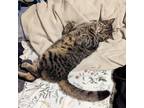 Adopt Daisy a Spotted Tabby/Leopard Spotted Domestic Shorthair / Mixed (short