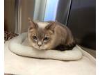 Adopt Magoo a Gray or Blue Domestic Shorthair (short coat) cat in Mesquite