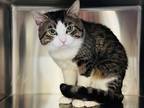 Adopt Element a Domestic Shorthair / Mixed cat in Edmonton, AB (41561176)