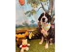Adopt Stella a Poodle (Standard) / Bernese Mountain Dog / Mixed dog in