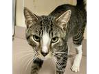 Adopt Yugo a Domestic Shorthair / Mixed cat in Salisbury, MD (41561166)