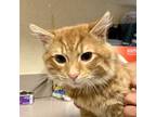 Adopt Anchovy a Domestic Mediumhair / Mixed cat in Salisbury, MD (41561165)