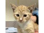 Adopt Armadillo a Domestic Shorthair / Mixed cat in Salisbury, MD (41561164)