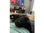 Adopt Kirby a Black Labrador Retriever / Mixed dog in Sacramento, CA (41561162)