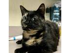 Adopt Betta a Domestic Shorthair / Mixed cat in Salisbury, MD (41561163)