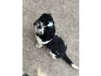 Adopt Wesson a Black - with White Shih Tzu / Bichon Frise / Mixed dog in
