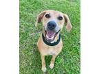 Adopt Charlotte a Tan/Yellow/Fawn Black Mouth Cur / Mutt / Mixed dog in Austin