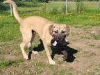 Adopt Thunder a Mixed Breed (Large) / Mixed dog in Pembroke, ON (41561153)