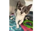 Adopt Rosie a Gray or Blue (Mostly) Domestic Shorthair (short coat) cat in