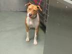 Adopt Ladybug a American Staffordshire Terrier / Mixed dog in Raleigh