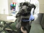 Adopt Vynx a Labrador Retriever / Mixed dog in Raleigh, NC (41561081)