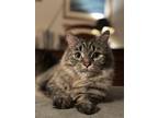 Adopt Skye a Gray, Blue or Silver Tabby Tabby / Mixed (medium coat) cat in