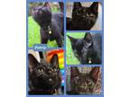 Adopt Petrie a All Black Domestic Shorthair (short coat) cat in Terrell
