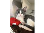 Adopt Crocus a Gray or Blue (Mostly) Domestic Shorthair (short coat) cat in
