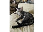 Adopt K.Dy a Gray, Blue or Silver Tabby Egyptian Mau / Mixed (short coat) cat in