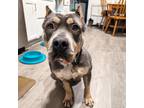 Adopt Aggie a Gray/Blue/Silver/Salt & Pepper American Staffordshire Terrier /
