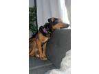 Adopt Mia a Brown/Chocolate - with Black Shepherd (Unknown Type) / Mixed dog in