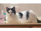 Adopt Jazz a Black & White or Tuxedo Domestic Shorthair (short coat) cat in Fort